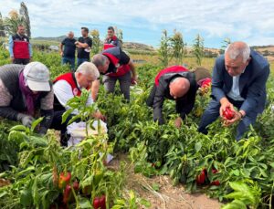 Balıkesir Milletvekili Mustafa Canbey, Kepsut’ta kapya biber hasadına katıldı