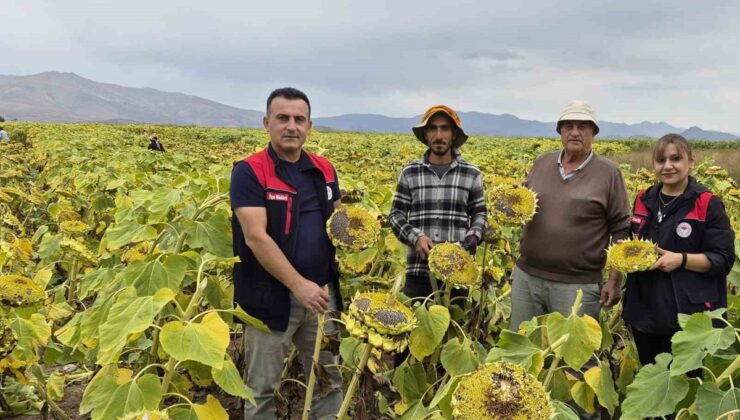 Bayburt Aydıntepe’de 350 dekar ayçiçeğinde hasat öncesi tarla kontrolü yapıldı