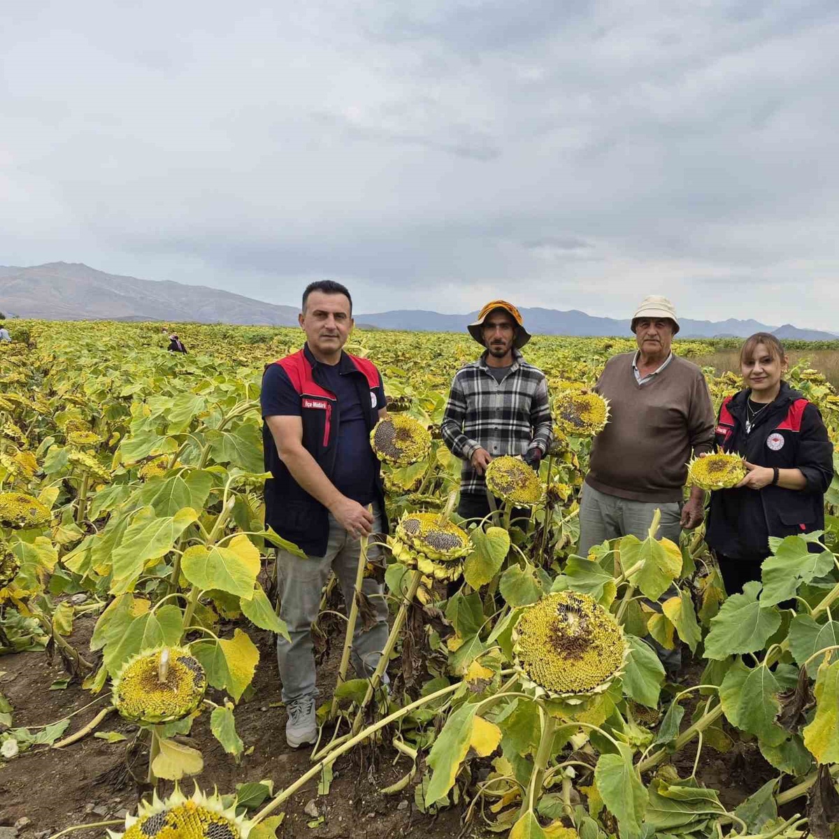 Bayburt Aydıntepe’de 350 dekar ayçiçeğinde hasat öncesi tarla kontrolü yapıldı