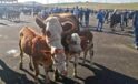 Bayburt’ta Aydıntepe ve Demirözü’nde yetiştiricilere şap hastalığı uyarısı yapıldı