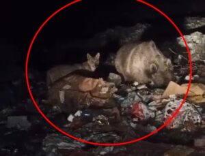 Bingöl’de ayı ve kurtlar, çöpten yiyecek ararken görüntülendi
