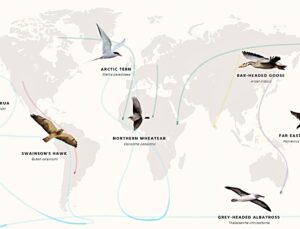 BirdLife raporuna göre 200 göçmen kuş türü nesli tükenme tehdidi altında bulunuyor