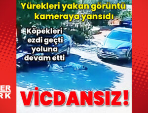 Bodrum’da vicdanları yaralayan görüntü: Köpekleri ezip gitti