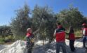 Bozdoğan’da zeytin hasadı İlçe Tarım ve Orman Müdürü Erdem’in katılımıyla yapıldı