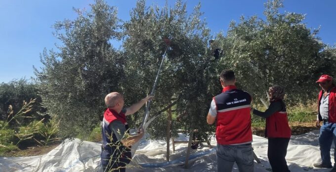 Bozdoğan’da zeytin hasadı İlçe Tarım ve Orman Müdürü Erdem’in katılımıyla yapıldı