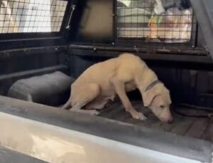 Bursa’da pireli binadan kurtarılan 8 yaşındaki köpeğe Ülker adı verildi