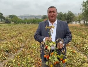 CHP’li Gürer, domates üreticisinin ürününü değerinde satamadığını söyledi