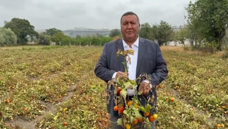 CHP’li Gürer, domates üreticisinin ürününü değerinde satamadığını söyledi