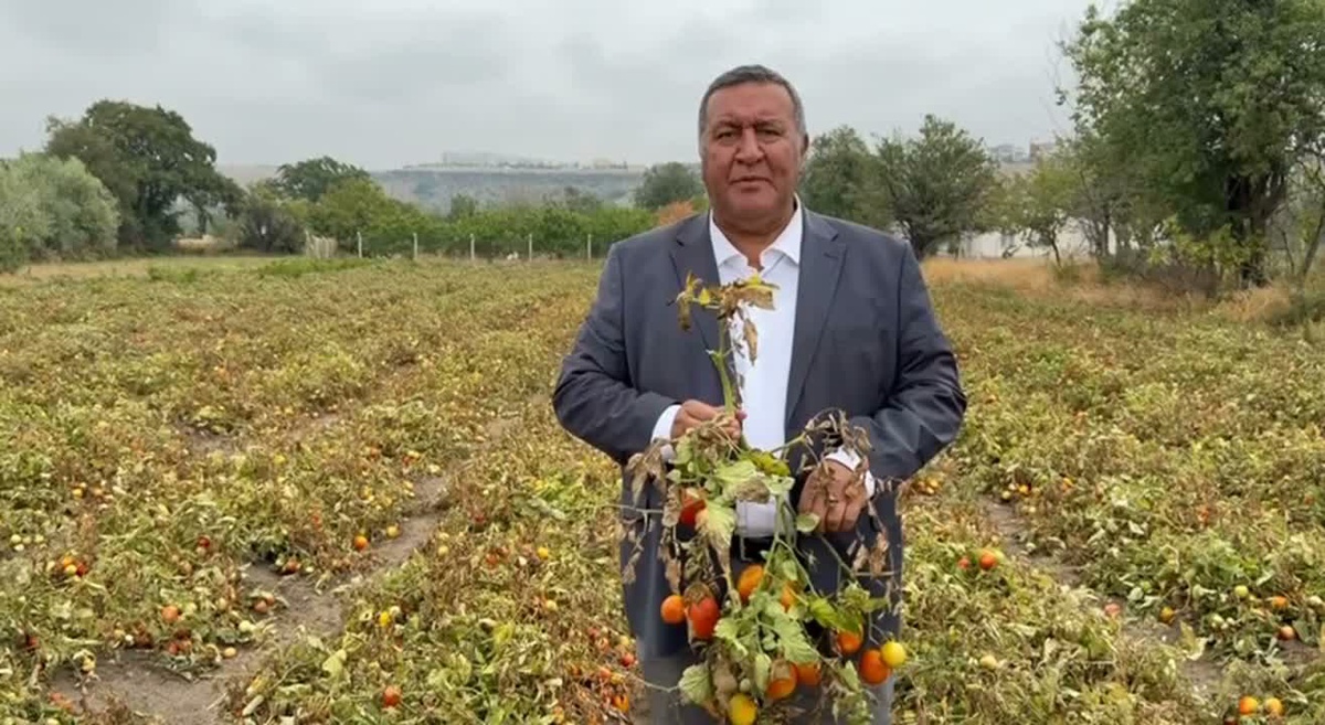 CHP’li Gürer, domates üreticisinin ürününü değerinde satamadığını söyledi