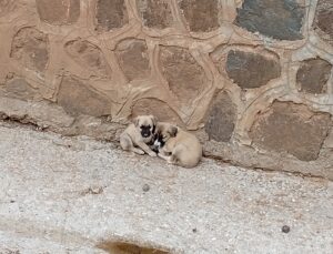 Çorum Uğurludağ’da dere yatağına inen itfaiye 2 yavru köpeği kurtardı