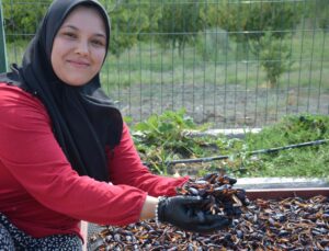 Demirci’nin coğrafi işaretli eriğinin kurusu dünya sofralarında