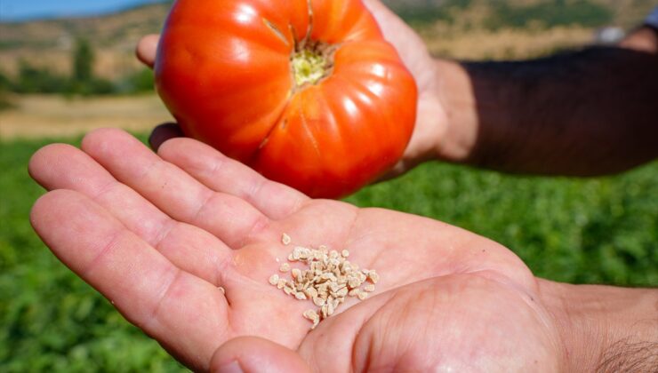 Diyarbakır Lice’de Lice domatesi hasadı başladı, 600 dönümde 3-3,5 ton bekleniyor