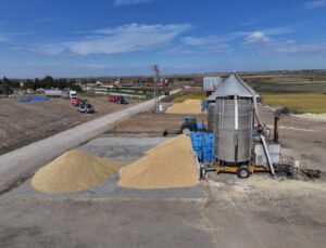 Edirne’de çeltik hasadı sürerken üreticiler devletten iyi fiyat açıklaması bekliyor
