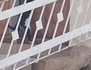 Elazığ’ın Çağlar köyünde kedi, kapı koluna asılan ipi çekip kapıyı açtı, içeri girdi