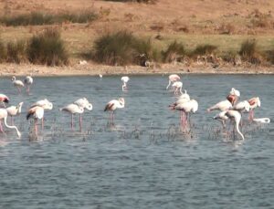 Enez’de Flamingolar Renkli Görüntüler Oluşturuyor