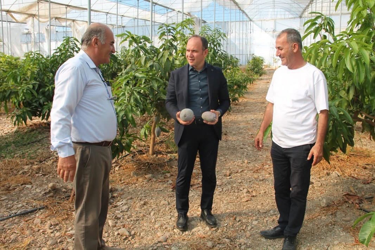 Erzin Kaymakamı Akpınar, avokado ve mango üretilen serayı ziyaret etti