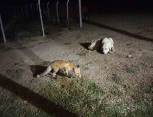 Eskişehir Sivrihisar’da bahçeye gelen tilkiyi ev sahipleri besledi