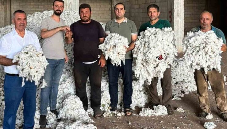 Gaziantep Araban’da 5 bin dönümde pamuk hasadı başladı, ilk ürüne altın verildi