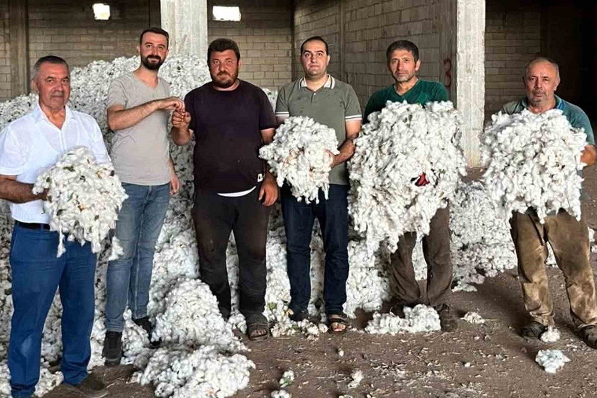Gaziantep Araban’da 5 bin dönümde pamuk hasadı başladı, ilk ürüne altın verildi