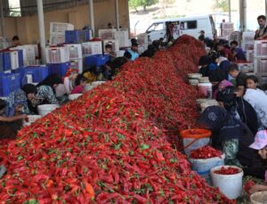 Gaziantep İslahiye’de biber hasadı sürüyor, yüzde 20 rekolte kaybı yaşanıyor