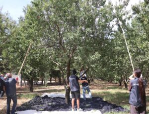 Gaziantep’te Kurtuluş Ormanı’nda badem hasadına yabancı gönüllüler katılıyor