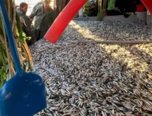 Gelibolu’da Balıkçıların Yüzü Güldü: Tek Seferde 1500 Kasa Sardalya