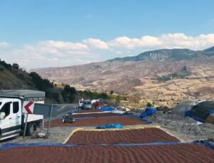 Giresun’da fındık üreticileri yağış nedeniyle kurutmayı iç kesimlere taşıdı