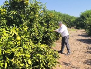 Hatay Erzin’de mandalina üreticisi Özsoy markette 43-45 lirayı normal buldu