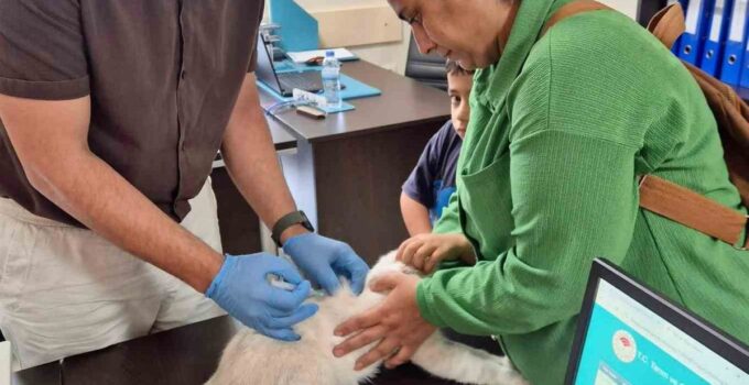 Hatay’da kuduz aşılama çalışmaları sürüyor