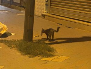 Iğdır Cumhuriyet Mahallesi’nde kedi, yakaladığı fareyle 20 dakika oynadı