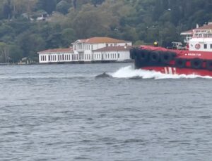 İstanbul Boğazı’nda yunuslar sabah Kıyı Emniyeti gemisinin önünde yüzdü