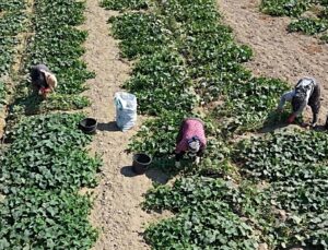 İzmir Ödemiş’te salatalık üreticileri güz hasadına başladı, fiyatlar geriye geldi
