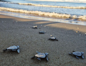 İztuzu’nda yaklaşık 30 bin caretta caretta yavrusu denize ulaştı