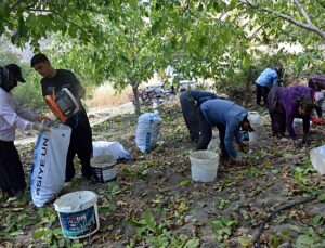 Kahramanmaraş Çağlayancerit’te ceviz hasadı başladı, 8 bin ton bekleniyor