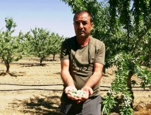 Kayserili Üreticinin Badem Tutkusu: 400 Dönümde 20 Bin Ağaca Ulaştı