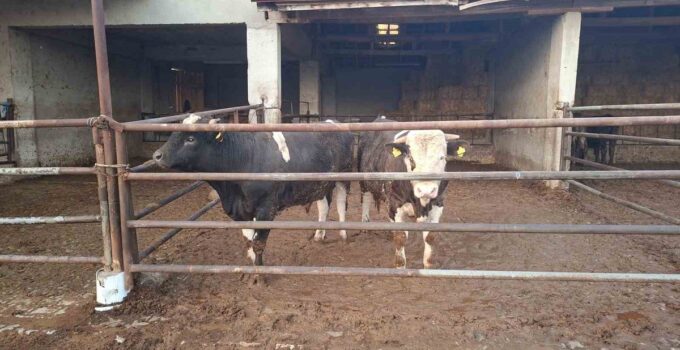 Kütahya’da Şap Hastalığı: Canlı Hayvan Pazarı 15 Gün Kapatıldı