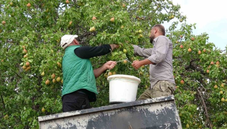 Malatya’da Akçadağ armudu hasadı başladı, fiyatlar 50-100 TL arasında