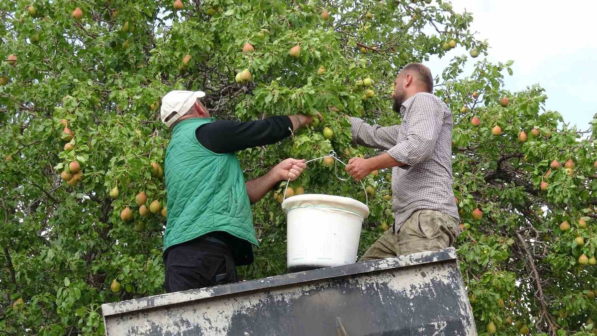 Malatya’da Akçadağ armudu hasadı başladı, fiyatlar 50-100 TL arasında