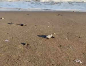 Mersin’de deniz kaplumbağa yavruları denizle buluştu