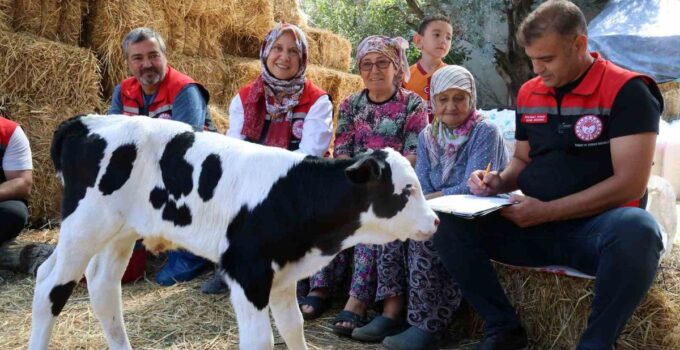Muğla’da Buzağı Bakım Projesi ile Kayıplar Azaltılıyor