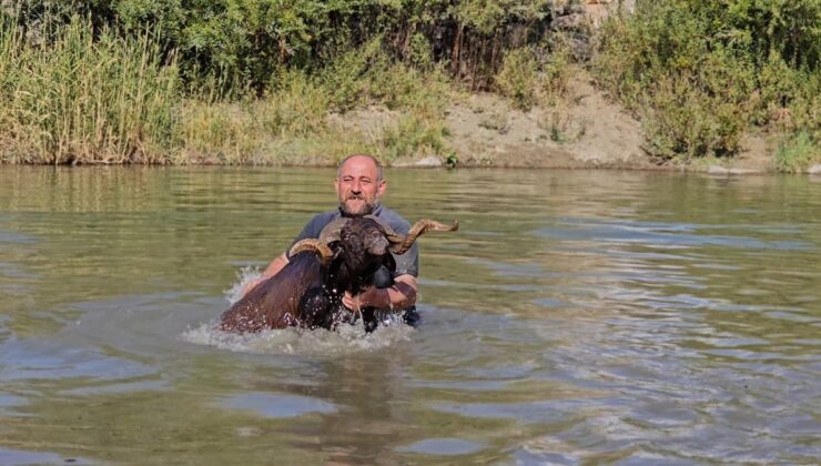 Muş Hasköy’de besici Erkan Türe, koyunlarını Karasu Nehri’nde kışa hazırlıyor