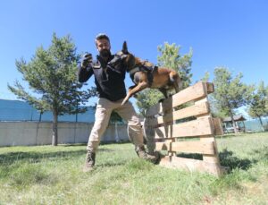 Narkotik köpeği “Zeus” hassas burnuyla uyuşturucu zulalarını buluyor