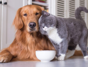 Okula dönüşte kedi ve köpeklerin de rutini değişiyor