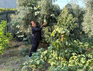 Osmaniye’de Demet Demir, atalık tohumları önceki yıl yaklaşık 500 kişiye dağıttı