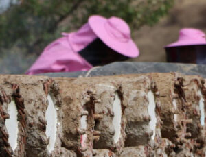“Pembe maskeli” kadınlar 2 bin rakımda hasada başladı