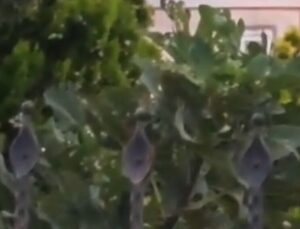 Sakarya’da çatıda elektrik akımına kapılan kişi öldü
