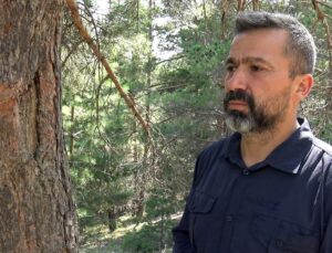 Sarıkamış’ta 25 ayı kaşınma ağacı kayıt altında