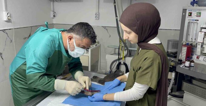 Sekizinci kattan düşerek bacakları kırılan kedi, başarılı operasyon sayesinde 4 günde yürümeye başladı