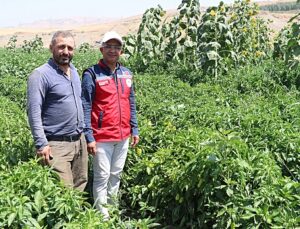 Siirt’te çiftçiler devletin fide desteğiyle tarımsal üretime katkı sunuyor