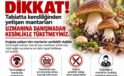 Sinop İl Tarım ve Orman Müdürlüğü doğa mantarlarındaki ölümcül riske karşı uyardı